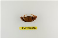 藏品(弧邊管招潮蟹)的圖片